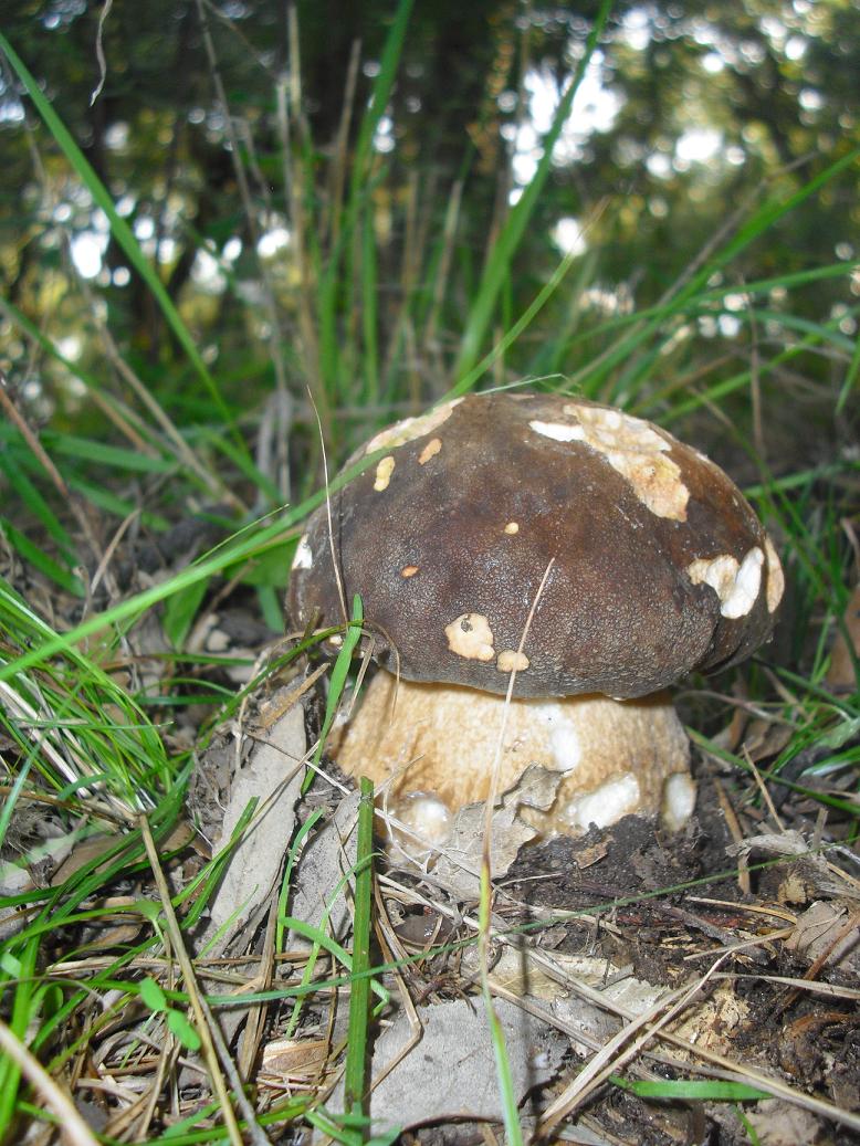 Finalmente dopo tanta acqua arrivano i funghi in Sicilia!